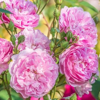 Роза английская Харлоу Карр изображение 2