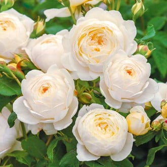 Роза английская Клэр Остин изображение 4