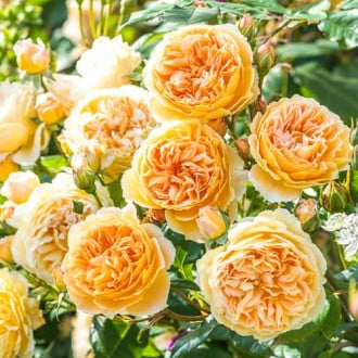 Роза английская Корона Принцессы Маргарет изображение 3