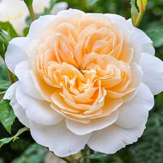 Роза английская Крокус Роуз изображение 5