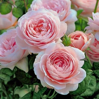 Роза английская Нежность изображение 2