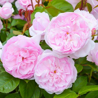 Роза английская Оливия Роуз Остин изображение 4