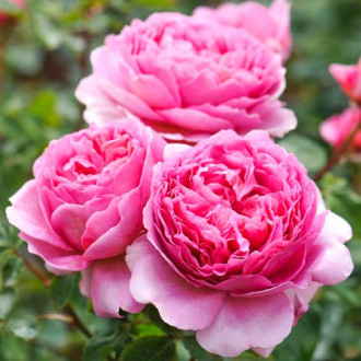 Роза английская Принцесс Алесандра оф Кент изображение 2