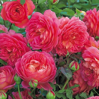 Роза английская Розовый лед изображение 6