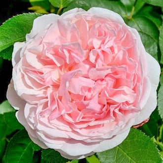 Роза английская Сант Свизан изображение 3