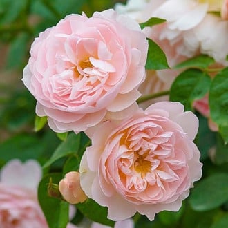 Роза английская Сердце розы изображение 1