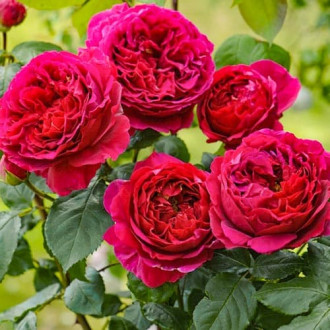 Роза английская Сладкий поцелуй изображение 1