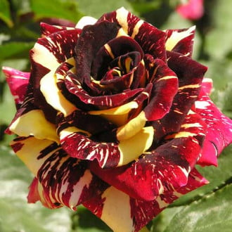 Роза чайно-гибридная Абракадабра 1+2 в подарок изображение 5