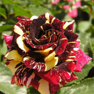Роза чайно-гибридная Абракадабра изображение 6