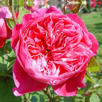 Роза чайно-гибридная Академия изображение 4