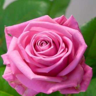 Роза чайно-гибридная Аква изображение 2