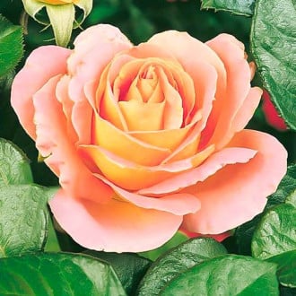 Роза чайно-гибридная Алпине Сансет изображение 2