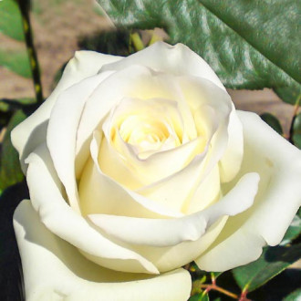 Роза чайно-гибридная Анастасия изображение 1