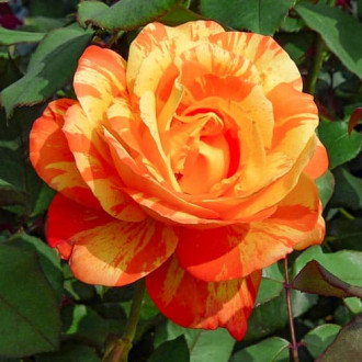 Роза чайно-гибридная Андре Виллемс изображение 1
