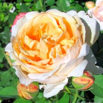 Роза чайно-гибридная Анна Фенди изображение 2
