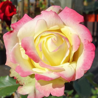 Роза чайно-гибридная Атена изображение 6