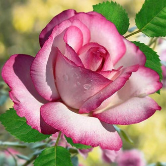 Роза чайно-гибридная Атлас изображение 4