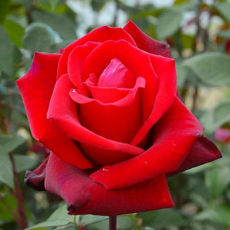 Роза чайно-гибридная Баркароле изображение 2