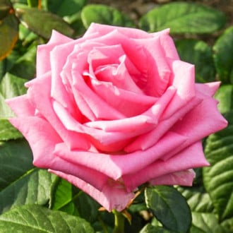Роза чайно-гибридная Бель Анж изображение 5