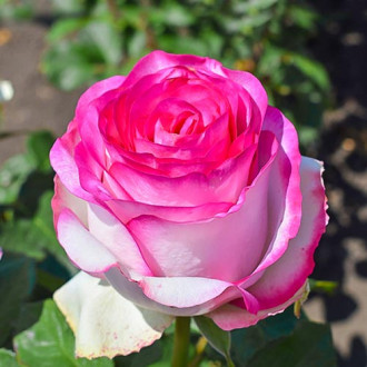 Роза чайно-гибридная Белла Вита изображение 2