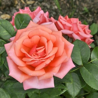 Роза чайно-гибридная Бермуда изображение 4