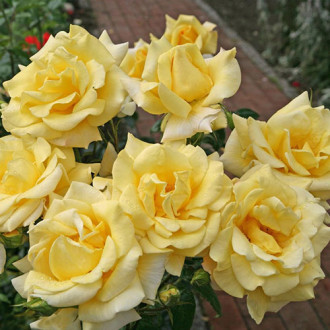 Роза чайно-гибридная Беролина изображение 1
