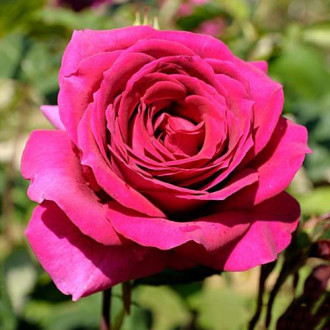 Роза чайно-гибридная Биг Перпл изображение 4