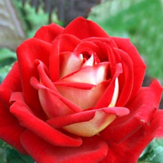Роза чайно-гибридная Биколетте изображение 4