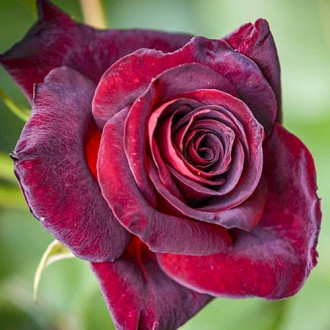 Роза чайно-гибридная Блэк Леди изображение 2