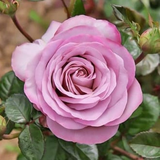 Роза чайно-гибридная Блю Герл изображение 6