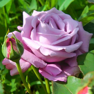 Роза чайно-гибридная Блю Мондей изображение 4