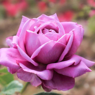 Роза чайно-гибридная Блю Парфюм изображение 3