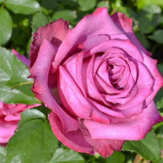 Роза чайно-гибридная Блуберри изображение 6