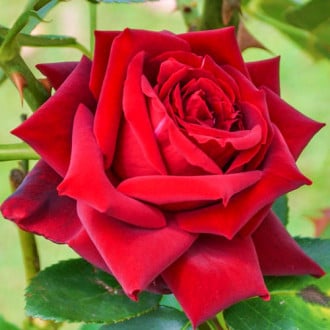 Роза чайно-гибридная Бургундия 1+2 в подарок изображение 1