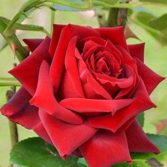 Роза чайно-гибридная Бургундия изображение 5