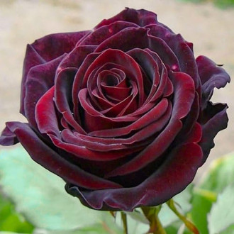 Роза чайно-гибридная Черный Барон изображение 1