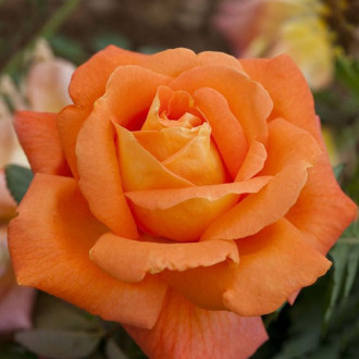 Роза чайно-гибридная Черри Бренди изображение 3