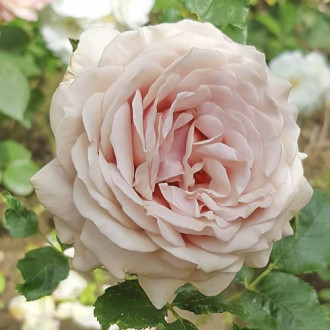 Роза чайно-гибридная Цумуги изображение 3
