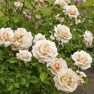 Роза чайно-гибридная Даймонд Джубили изображение 6