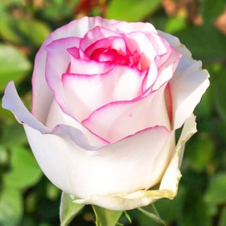 Роза чайно-гибридная Дольче Вита 1+2 в подарок изображение 6