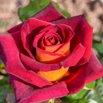 Роза чайно-гибридная Эдди Митчел изображение 3