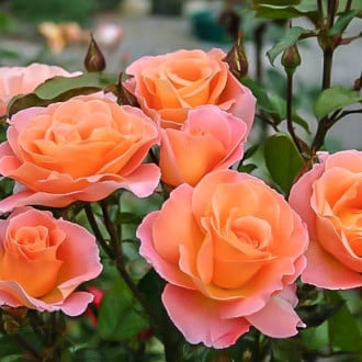 Роза чайно-гибридная Экзотика изображение 6