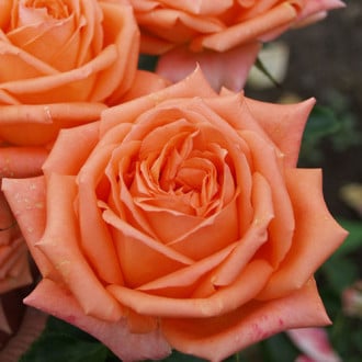 Роза чайно-гибридная Эльдорадо изображение 1