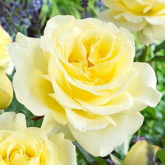 Роза чайно-гибридная Элина 1+2 в подарок изображение 2