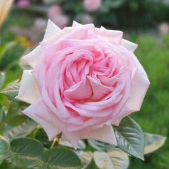 Роза чайно-гибридная Эмезинг Грейс изображение 2