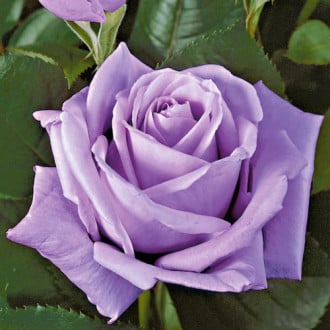 Роза чайно-гибридная Эминенс изображение 5