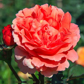 Роза чайно-гибридная Этруска изображение 1