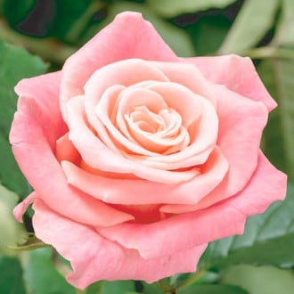 Роза чайно-гибридная Фламинго изображение 5
