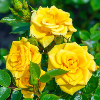 Роза чайно-гибридная Флауэр Пауэр Голд изображение 1