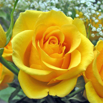 Роза чайно-гибридная Голден Моника изображение 4
